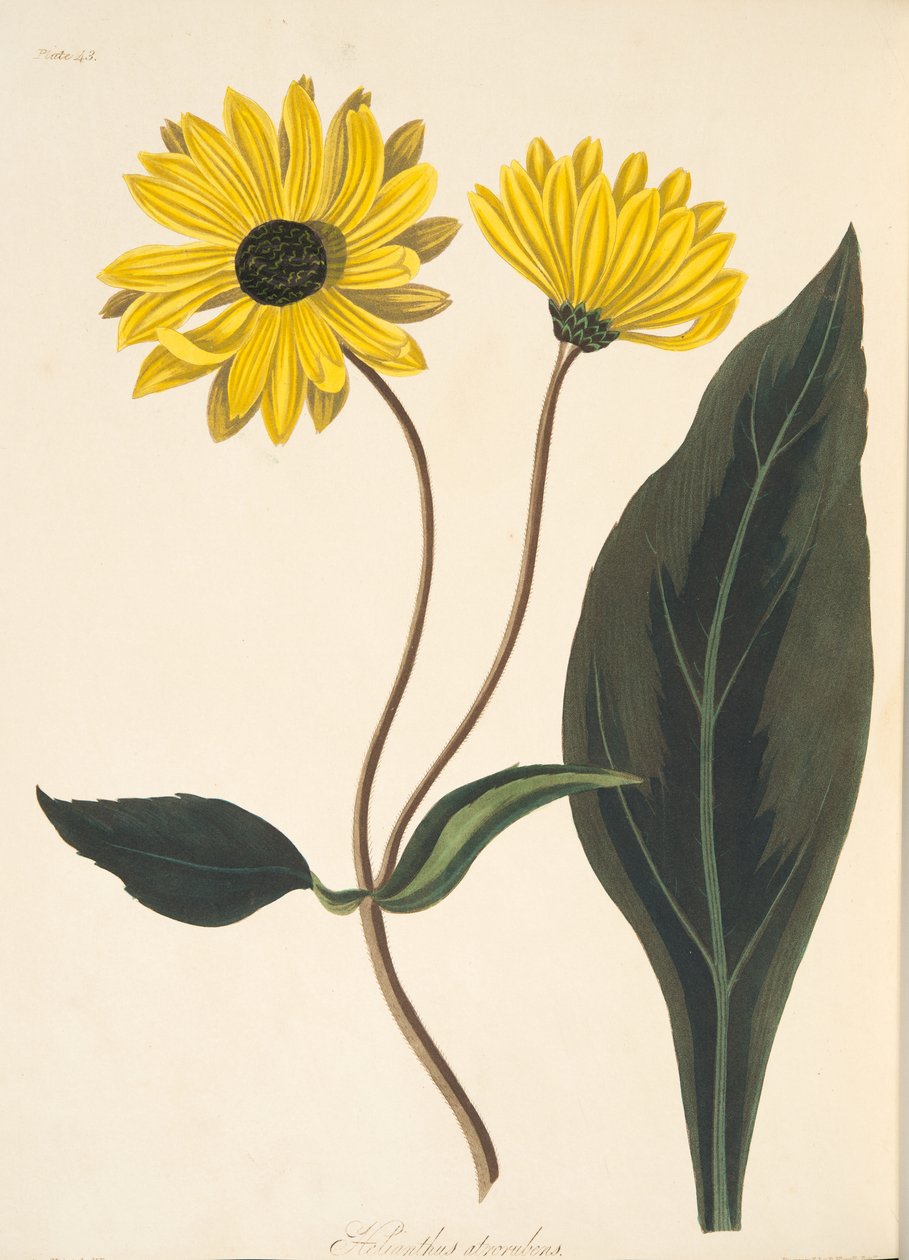 Tmavooká slunečnice, z Květinové ilustrace ročních období, hospoda. 1829 (ručně kolorovaná rytina) od Margaret Roscoe