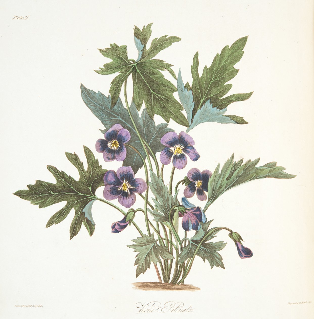 Palmate Leaved Violet, z Květinové ilustrace ročních období, hospoda. 1829 (ručně kolorovaná rytina) od Margaret Roscoe