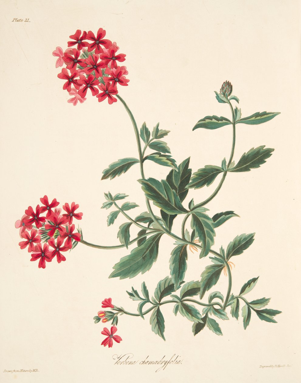 Scarlet flowered Vervain, z Květinové ilustrace ročních období, hospoda. 1829 od Margaret Roscoe