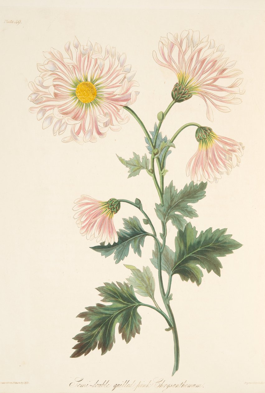 Semi-double brk růžová chryzantéma, z Květinové ilustrace ročních období, pub. 1829 od Margaret Roscoe