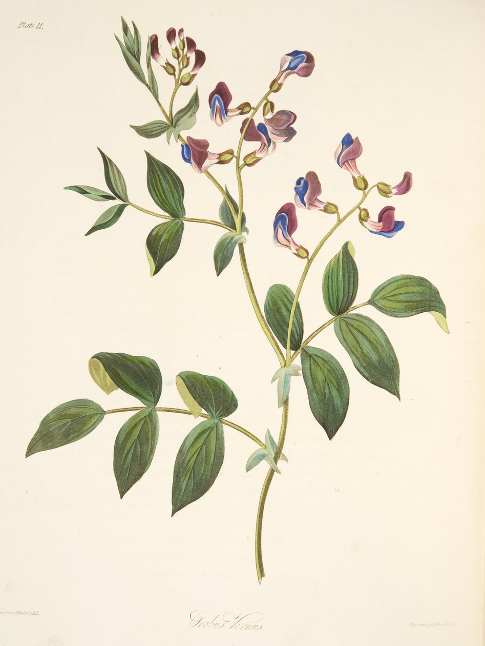 Jarní Orobus, z Květinové ilustrace ročních období, hospoda. 1829 (ručně kolorovaná rytina) od Margaret Roscoe