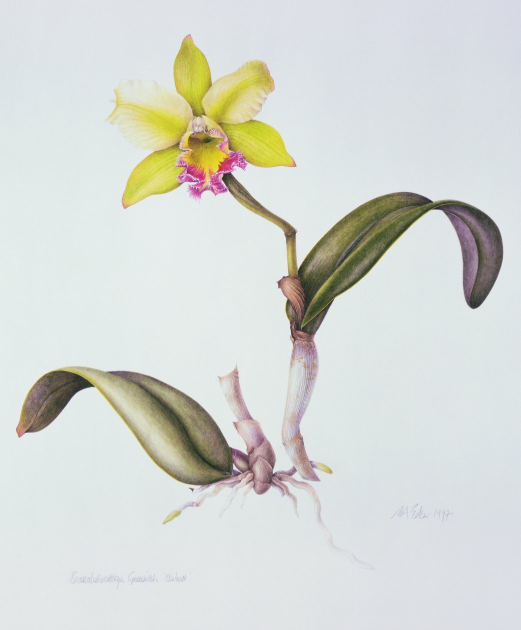 Brassolaeliocattleya Greenwich, Elmhurst (akvarel na papíře) od Margaret Ann Eden
