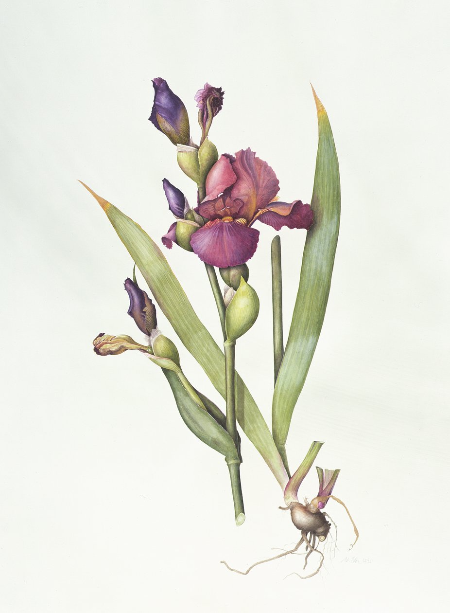Iris (akvarel na papíře) od Margaret Ann Eden