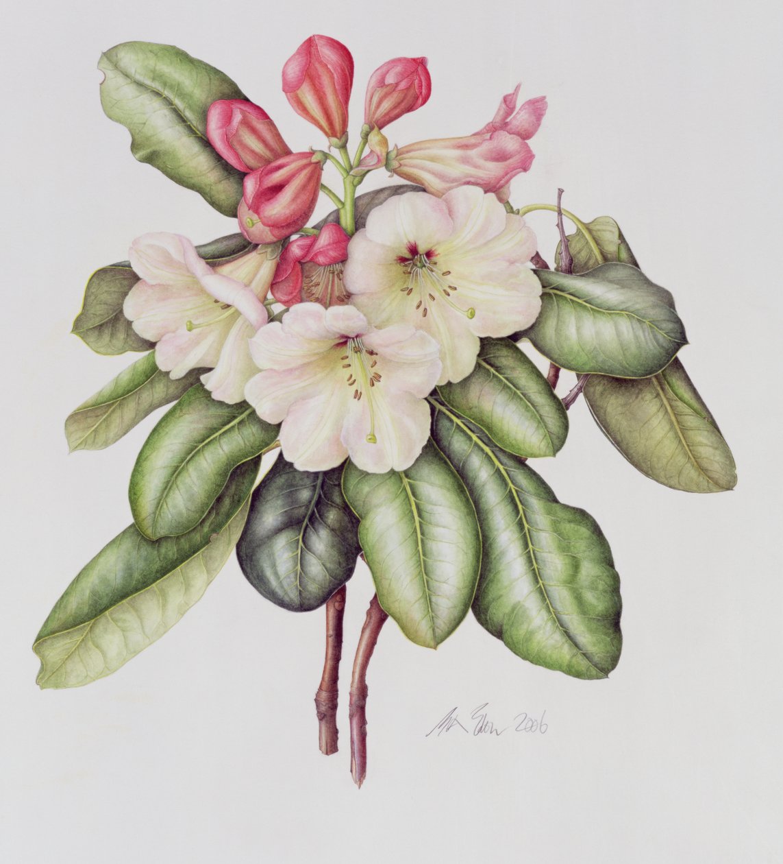 Rhododendron (akvarel na papíře) od Margaret Ann Eden