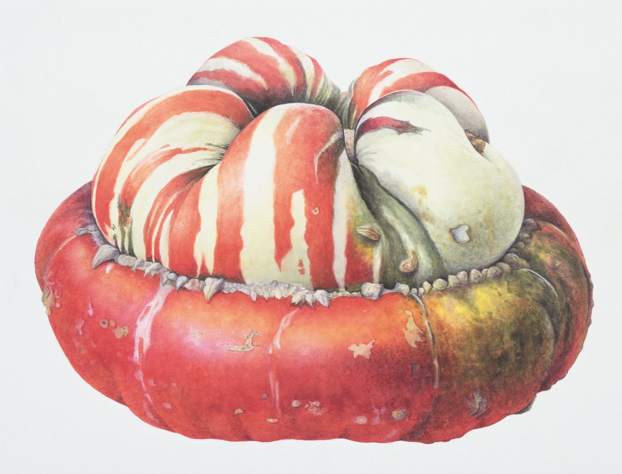 Turks Turban Squash, 1995 (wc na papíře) od Margaret Ann Eden
