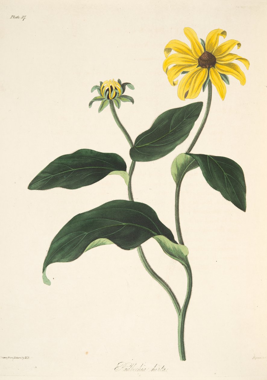 Black Eyed Susan, z Květinové ilustrace ročních období, hospoda. 1829 (ručně kolorovaná rytina) od Margaret Roscoe