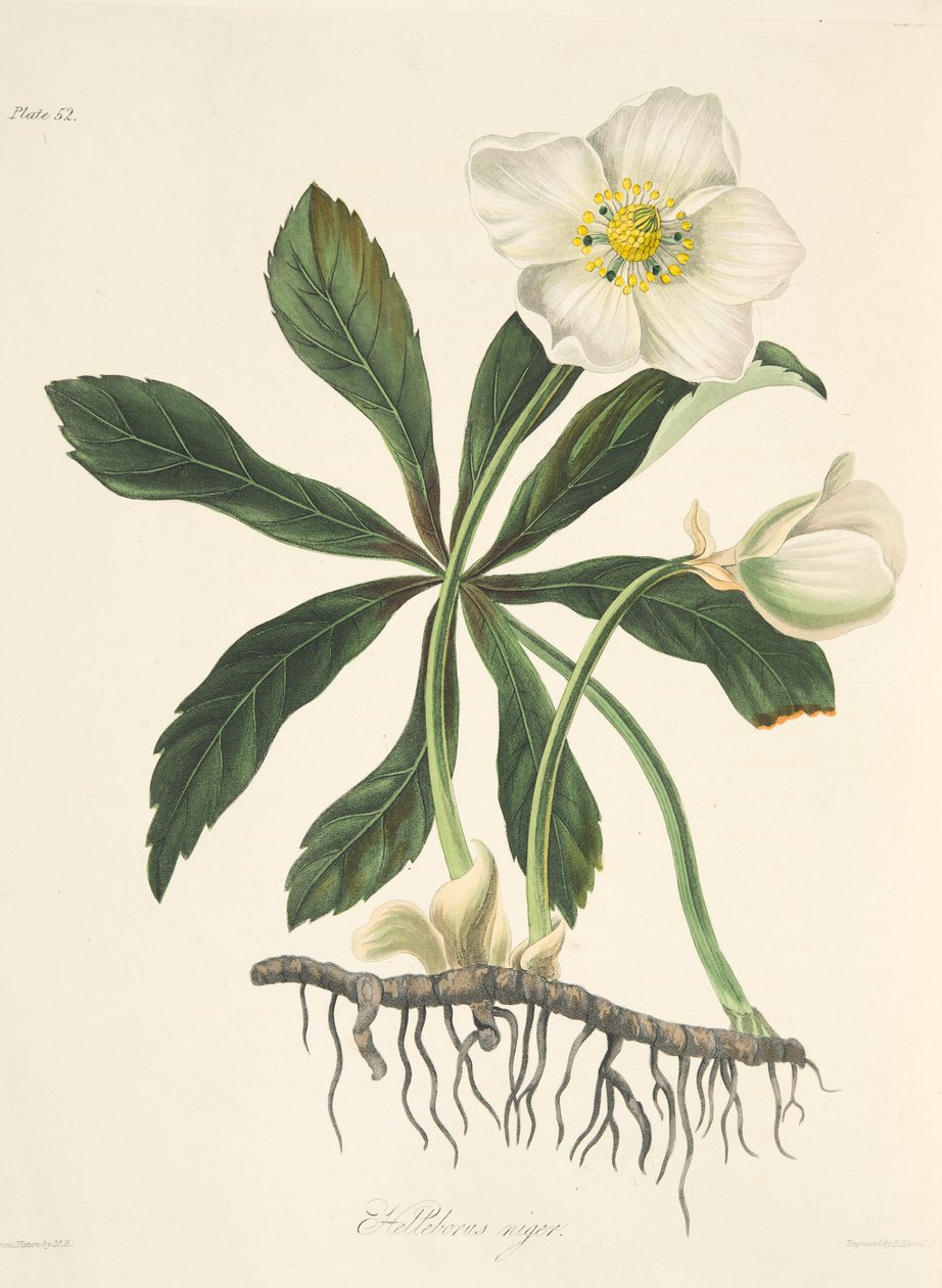 Černý čemeřice nebo vánoční růže, z Květinové ilustrace ročních období, hospoda. 1829 (ručně kolorovaná rytina) od Margaret Roscoe