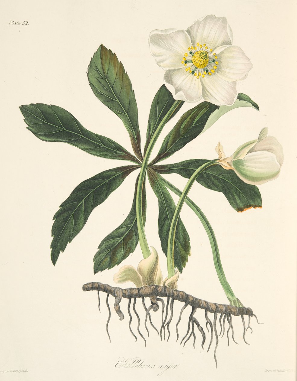 Černý čemeřice nebo vánoční růže, z Květinové ilustrace ročních období, hospoda. 1829 (ručně kolorovaná rytina) od Margaret Roscoe