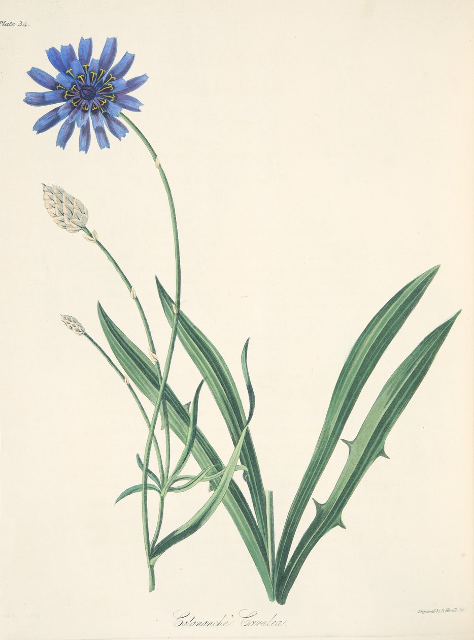 Blue Catananche, z Květinové ilustrace ročních období, hospoda. 1829 (ručně kolorovaná rytina) od Margaret Roscoe