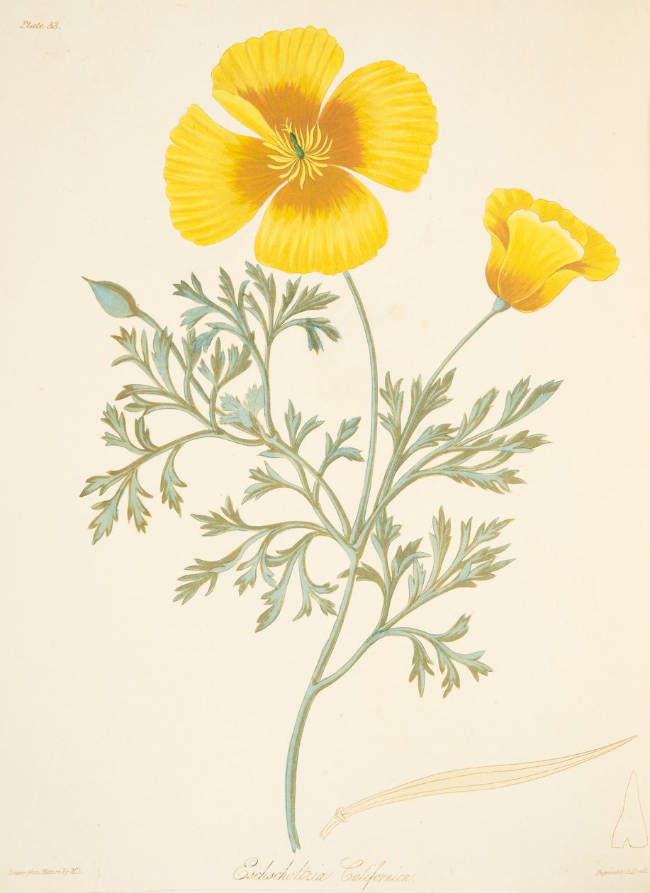 Californian Eschscholtzia, z knihy Floral Illustrations of the Seasons, pub. 1829 (ručně kolorovaná rytina) od Margaret Roscoe