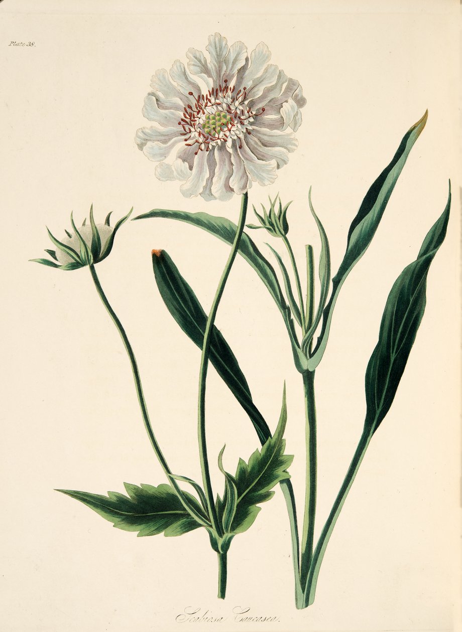 Kavkazský Scabious, z Květinové ilustrace ročních období, hospoda. 1829 (ručně kolorovaná rytina) od Margaret Roscoe