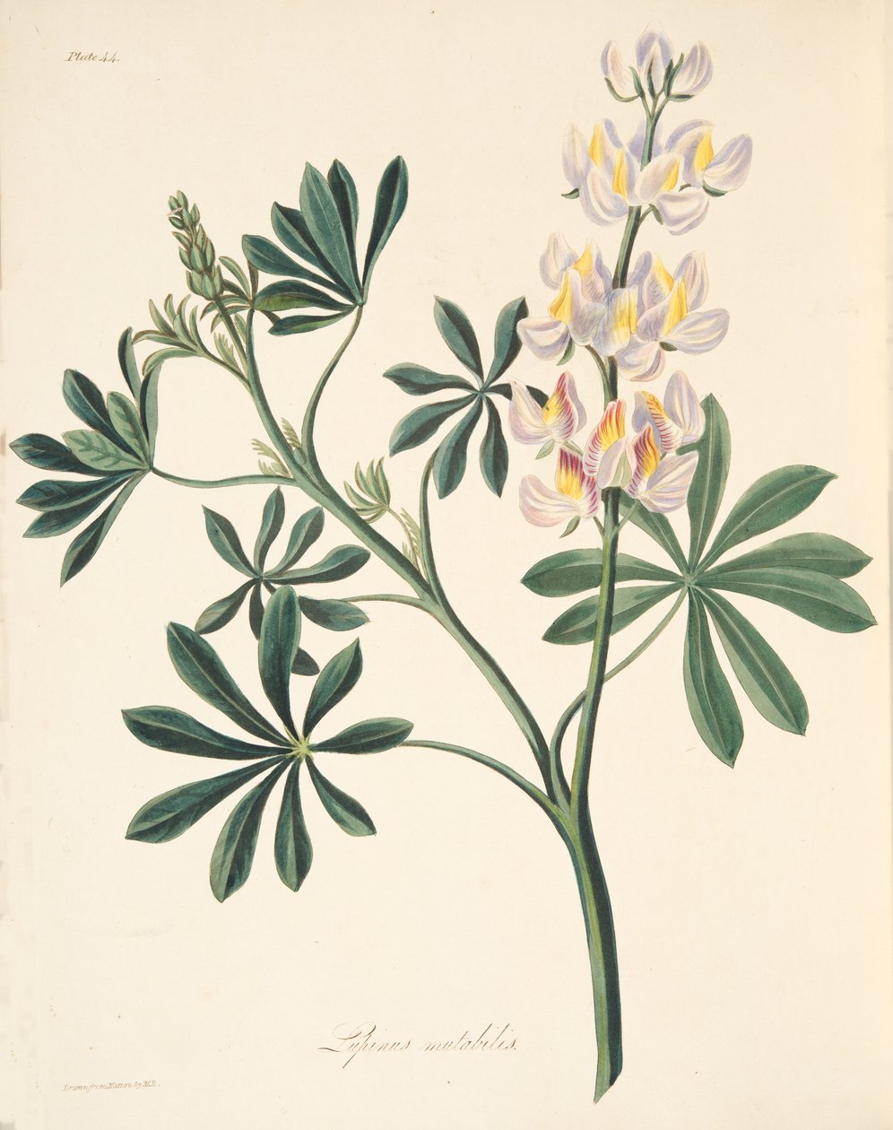 Lupin s proměnlivými květy, z Květinové ilustrace ročních období, hospoda. 1829 (ručně kolorovaná rytina) od Margaret Roscoe