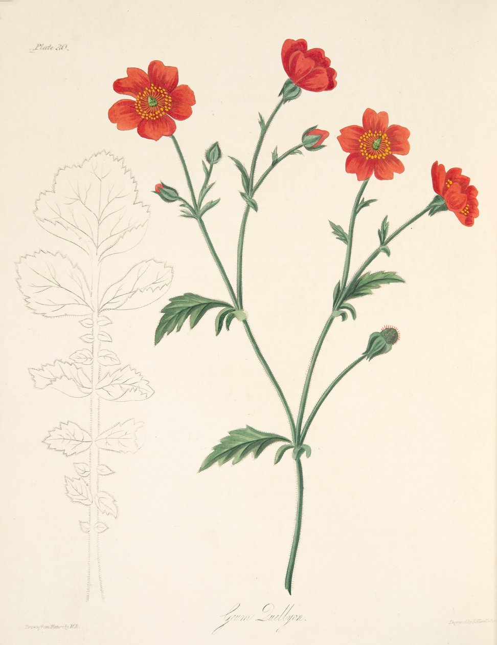 Chilean Avens, z Květinové ilustrace ročních období, hospoda. 1829 (ručně kolorovaná rytina) od Margaret Roscoe