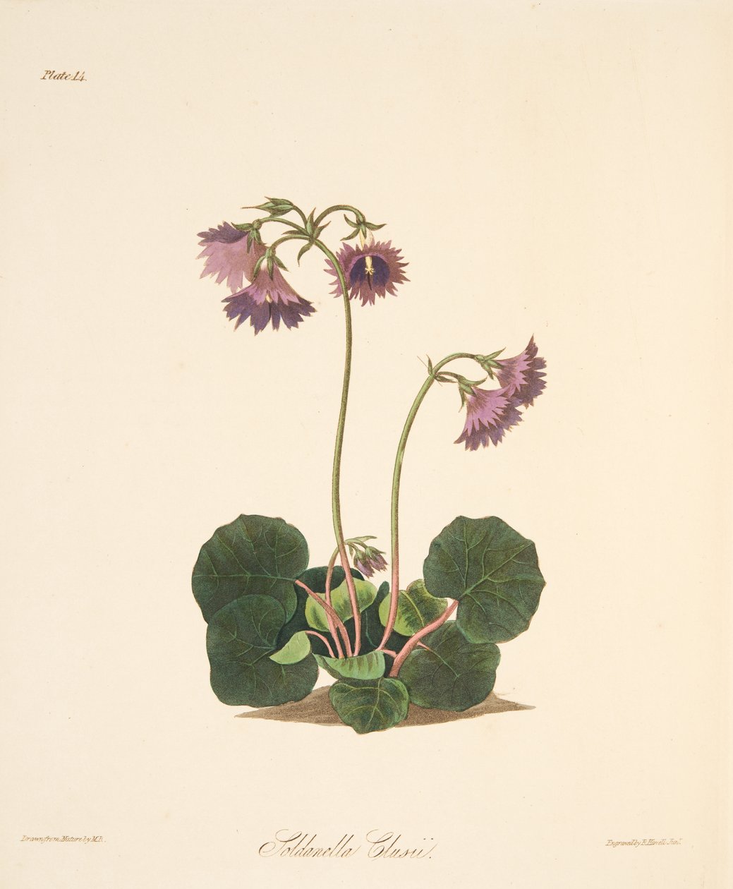 Clusiuss Soldanella, z Květinové ilustrace ročních období, hospoda. 1829 (ručně kolorovaná rytina) od Margaret Roscoe