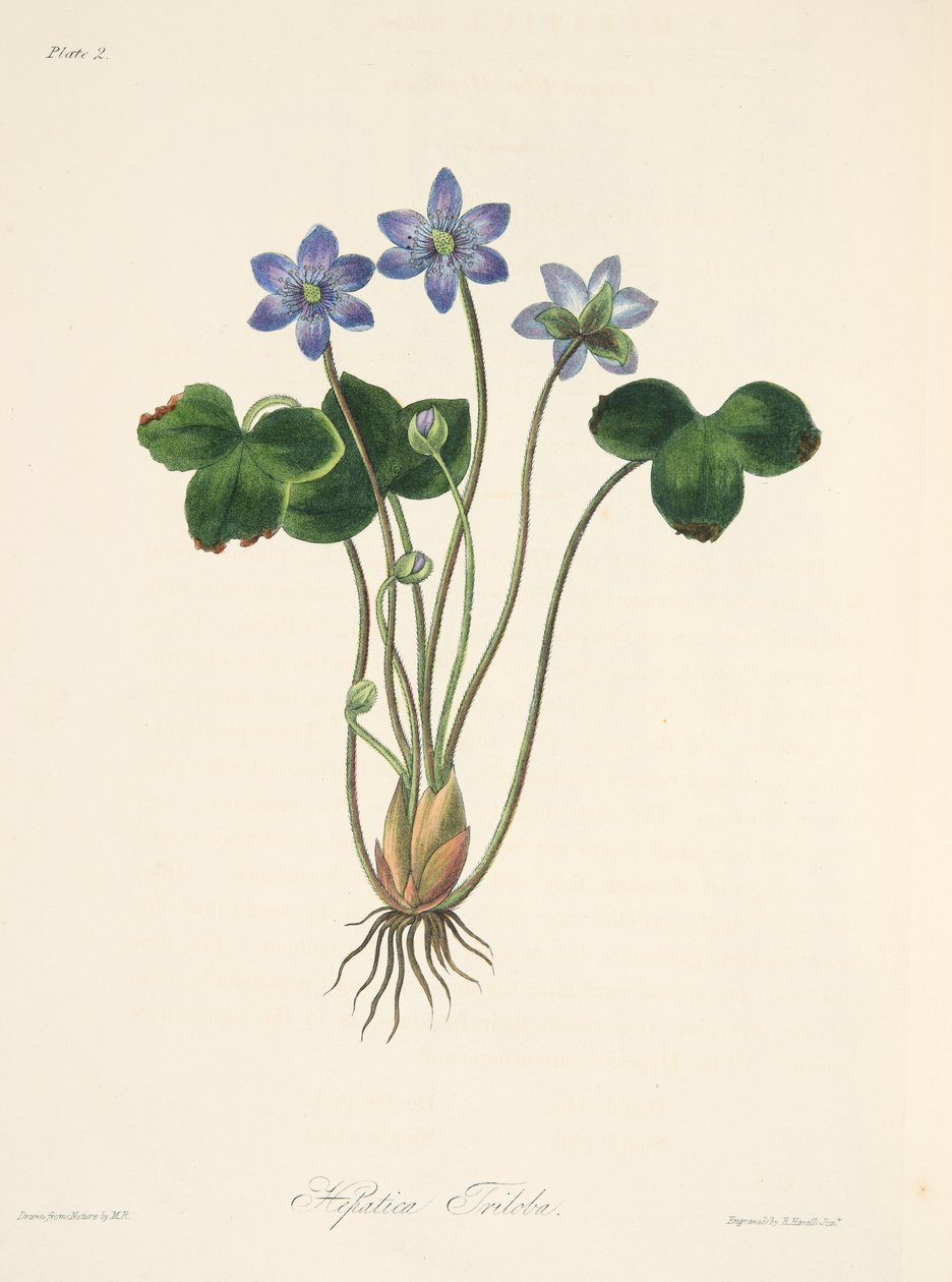 Common Blue Hepatica, from Floral Illustrations of the Seasons, pub. 1829 (ručně kolorovaná rytina) od Margaret Roscoe