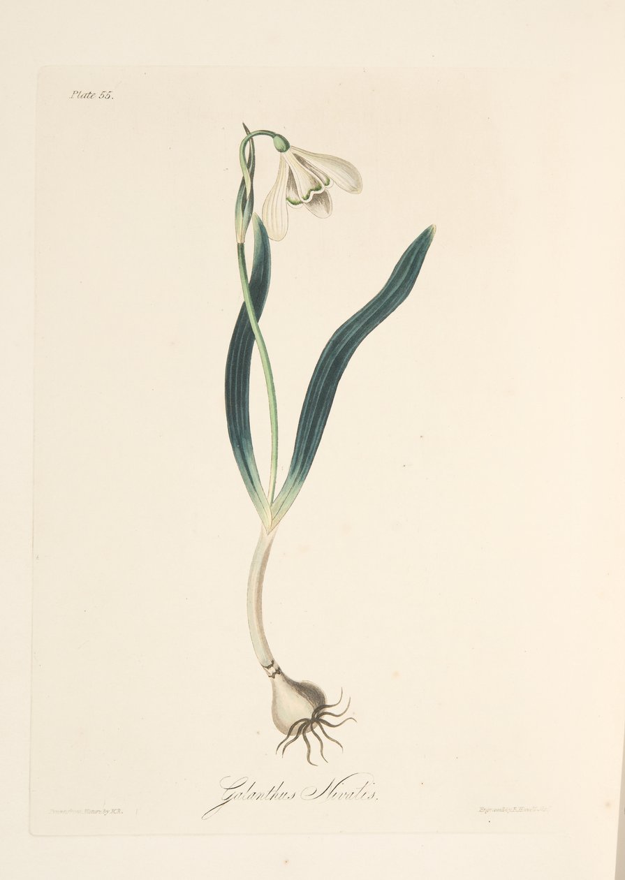 Sněženka obecná, z Květinové ilustrace ročních období, hospoda. 1829 (ručně kolorovaná rytina) od Margaret Roscoe