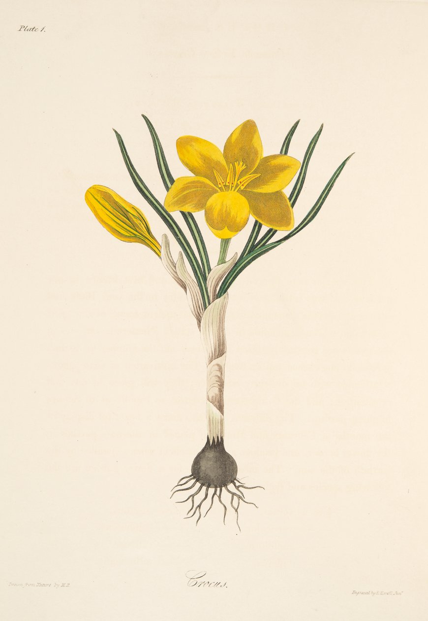 Společný žlutý krokus, z květinových ilustrací ročních období, hospoda. 1829 (ručně kolorovaná rytina) od Margaret Roscoe