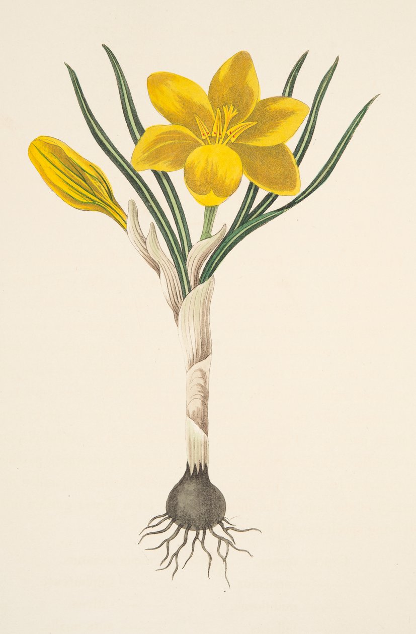 Společný žlutý krokus, z květinových ilustrací ročních období, hospoda. 1829 (ručně kolorovaná rytina) od Margaret Roscoe