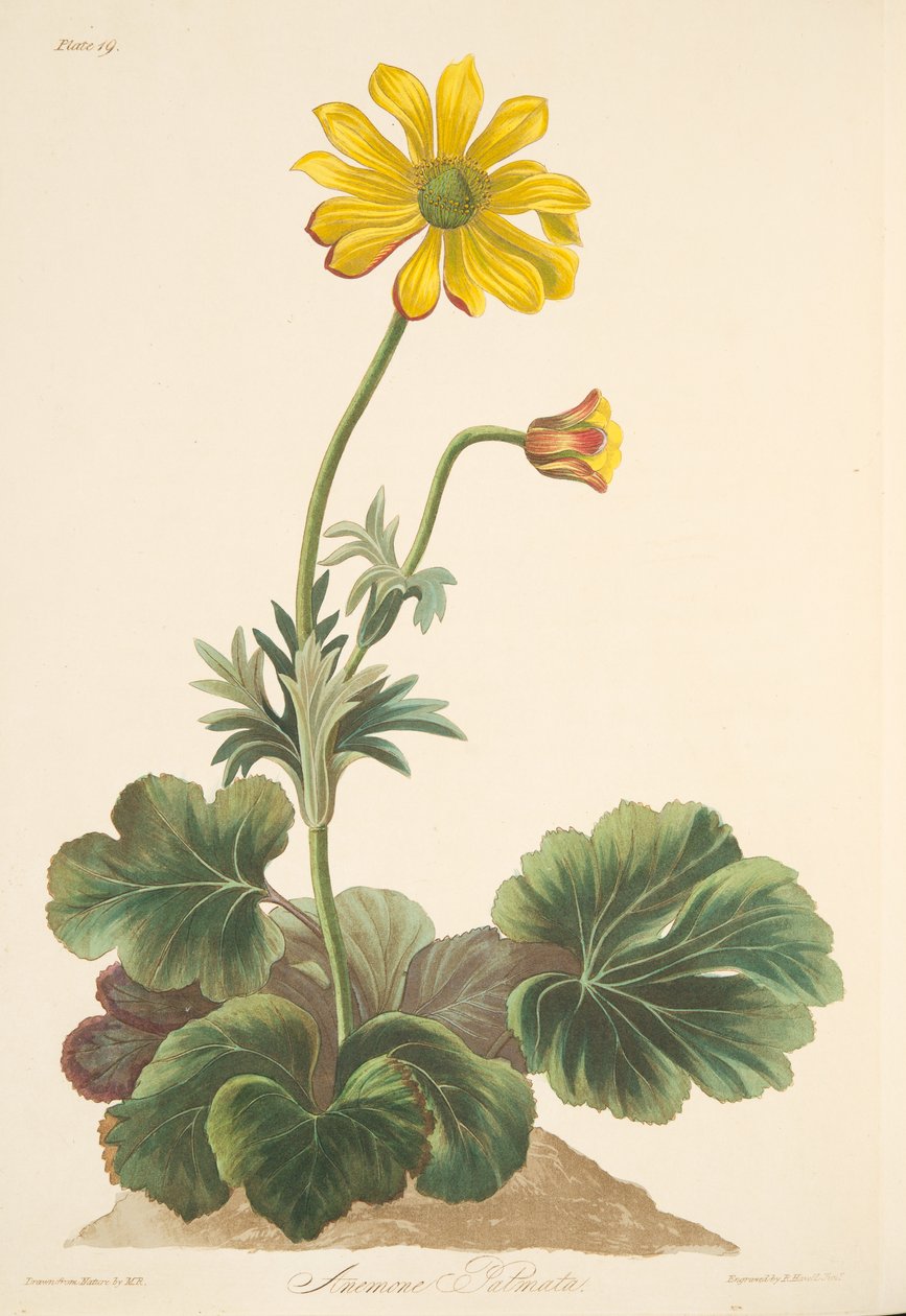Sasanka Cyclamen-leaved, from Floral Illustrations of the Seasons, pub. 1829 (ručně kolorovaná rytina) od Margaret Roscoe