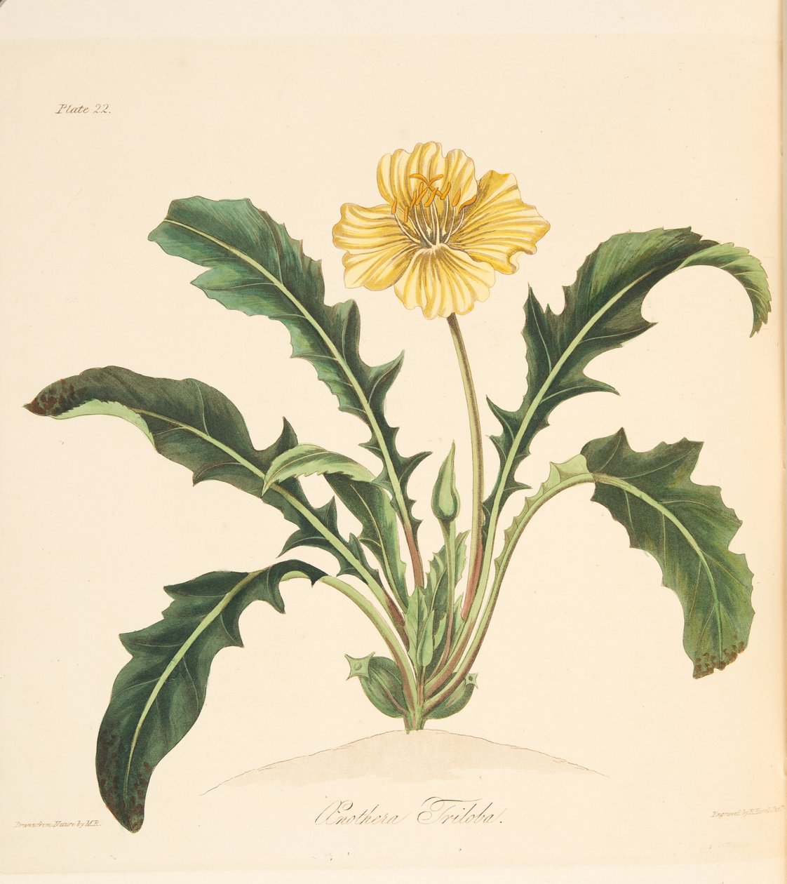 Pampeliška listy Pupalka, z Květinové ilustrace ročních období, hospoda. 1829 (ručně kolorovaná rytina) od Margaret Roscoe