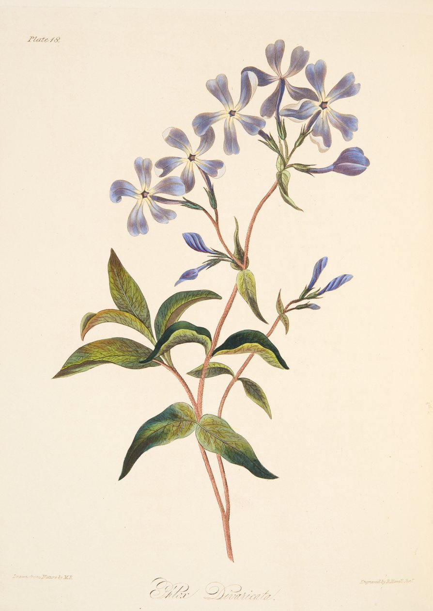 Brzy kvetoucí Lychnidea, z Květinové ilustrace ročních období, hospoda. 1829 (ručně kolorovaná rytina) od Margaret Roscoe