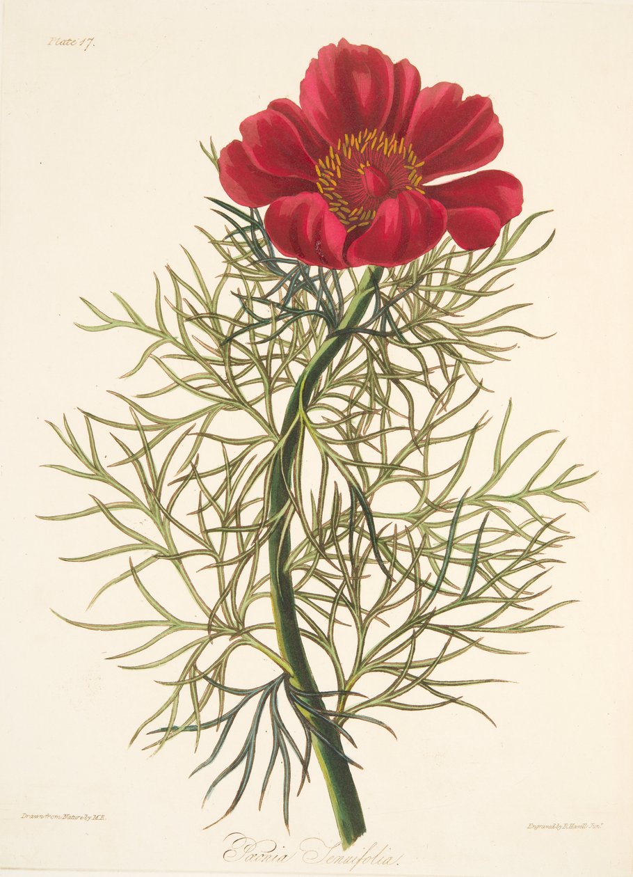 Pivoňka jemná, z květinových ilustrací ročních období, hospoda. 1829 (ručně kolorovaná rytina) od Margaret Roscoe