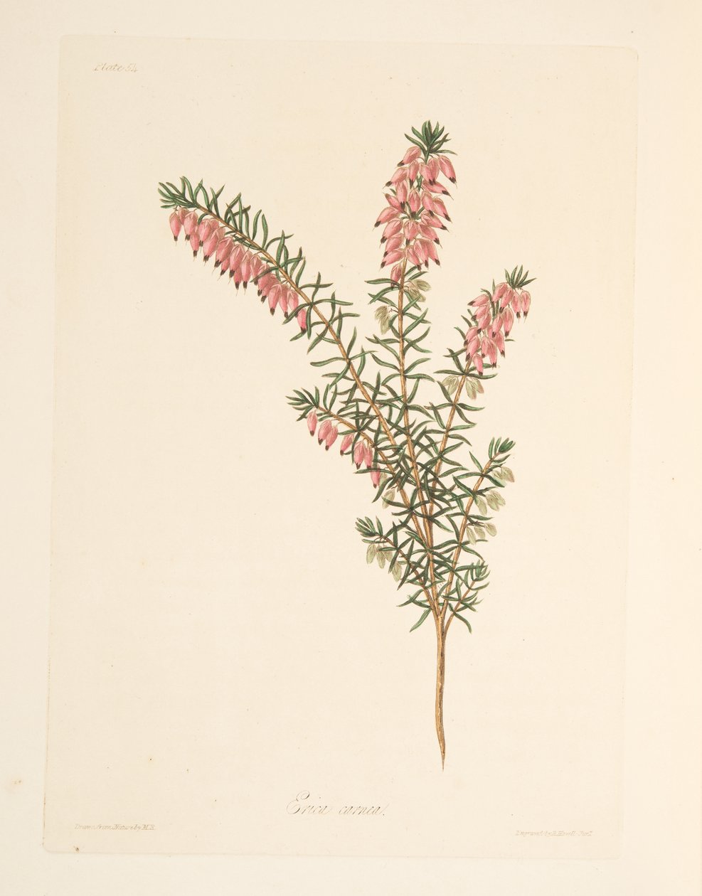 Masově zbarvený, raně splývavý Heath, z Květinových ilustrací ročních období, hospoda. 1829 (ručně kolorovaná rytina) od Margaret Roscoe
