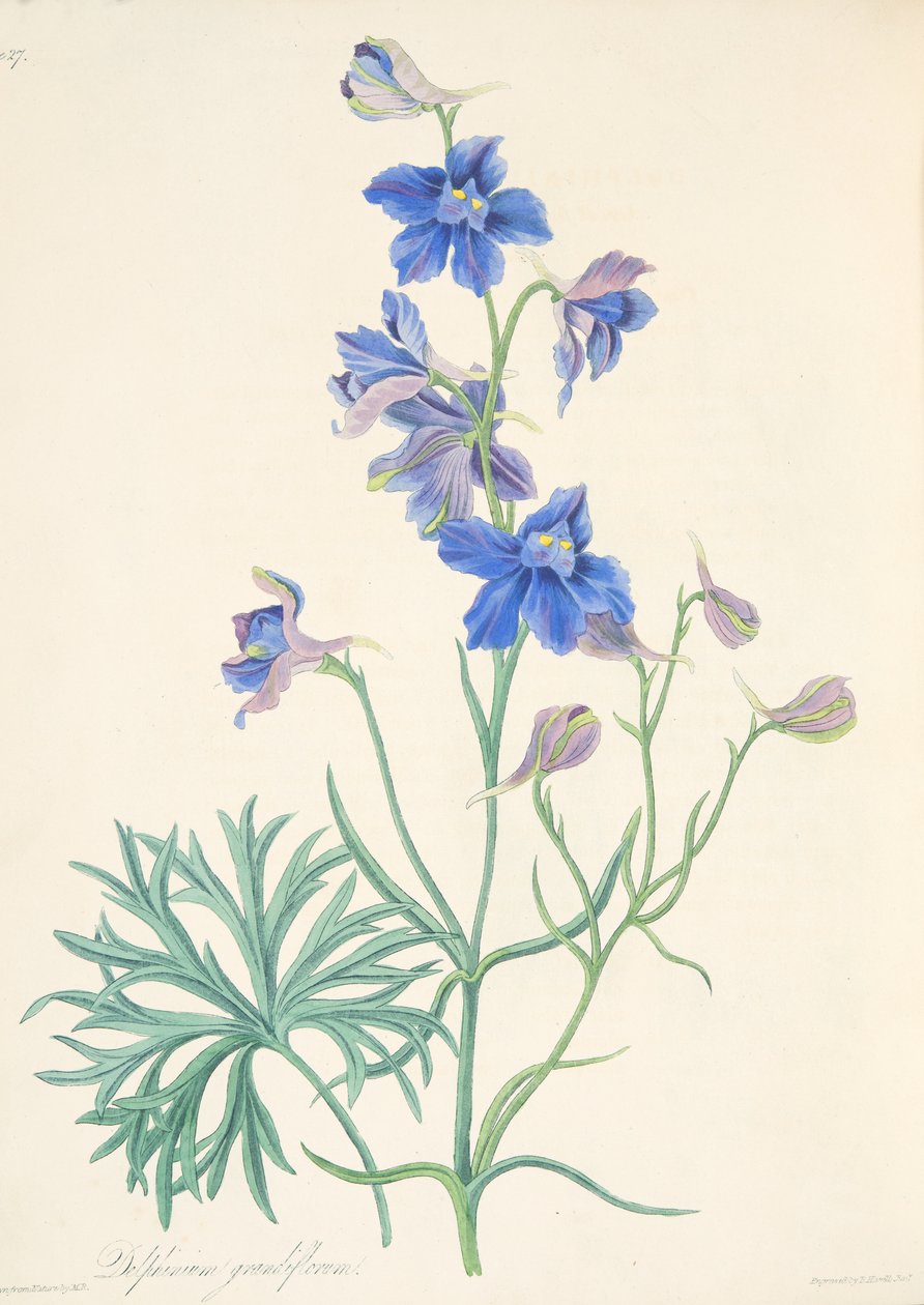 Great Flowered Larkspur, od Floral Illustrations of the Seasons, hospoda. 1829 (ručně kolorovaná rytina) od Margaret Roscoe