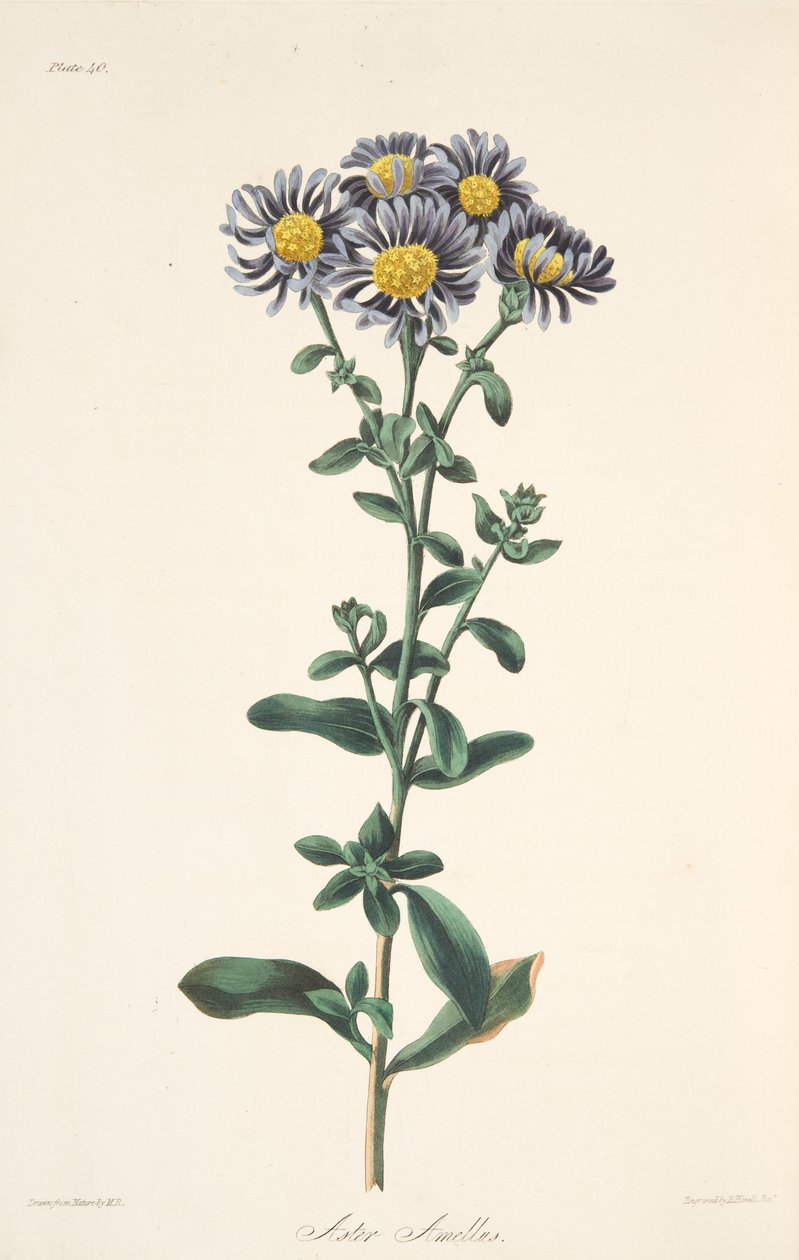 Italská astra, z Květinové ilustrace ročních období, hospoda. 1829 (ručně kolorovaná rytina) od Margaret Roscoe