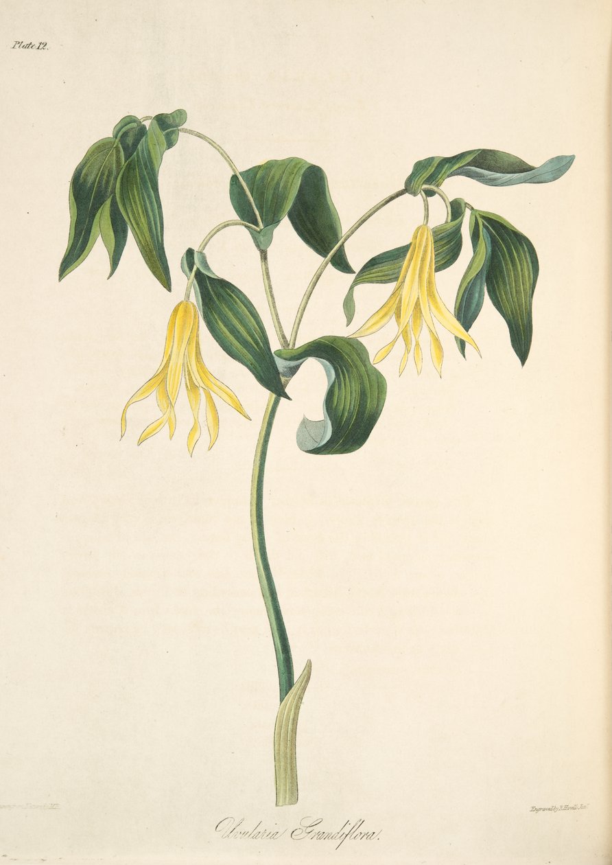 Velký květovaný zvonek, z květinových ilustrací ročních období, hospoda. 1829 (ručně kolorovaná rytina) od Margaret Roscoe