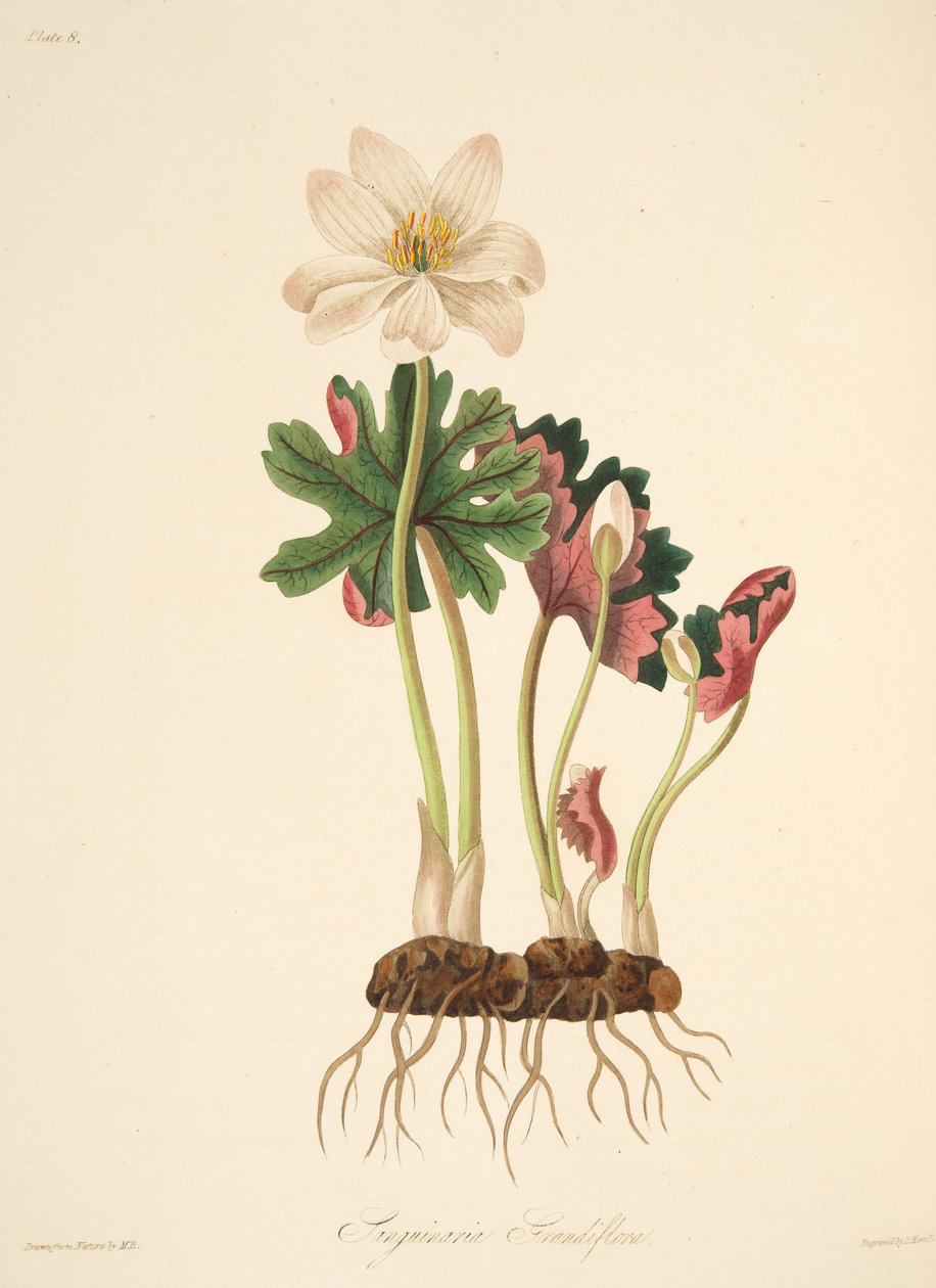 Velký květovaný Bloodwort, z květinových ilustrací ročních období, hospoda. 1829 (ručně kolorovaná rytina) od Margaret Roscoe