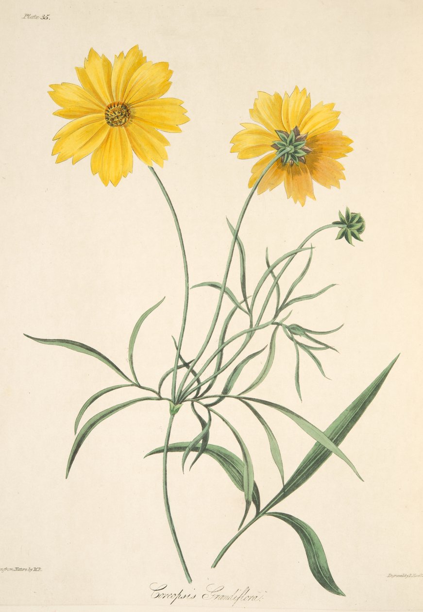 Velké květované klíšťata, z květinových ilustrací ročních období, hospoda. 1829 (ručně kolorovaná rytina) od Margaret Roscoe