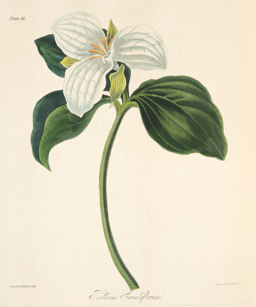 Velké květované trillium, z květinových ilustrací ročních období, hospoda. 1829 (ručně kolorovaná rytina) od Margaret Roscoe