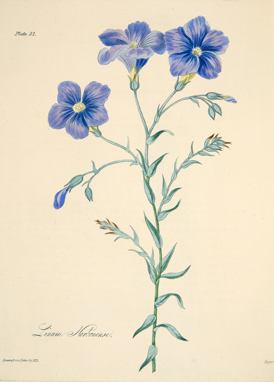 Narbonne Flax, z Květinové ilustrace ročních období, hospoda. 1829 (ručně kolorovaná rytina) od Margaret Roscoe