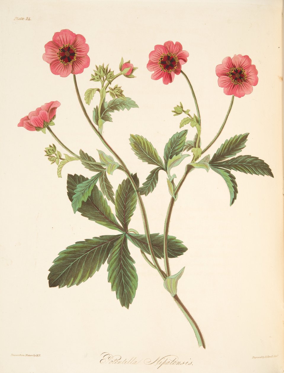 Nipal Potentilla, z Květinové ilustrace ročních období, hospoda. 1829 (ručně kolorovaná rytina) od Margaret Roscoe