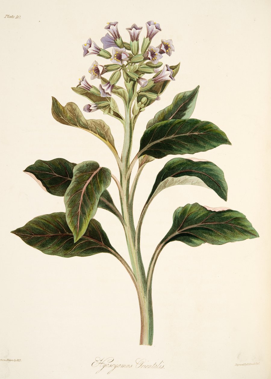 Oriental Hyoscyamus, z Květinové ilustrace ročních období, hospoda. 1829 (ručně kolorovaná rytina) od Margaret Roscoe