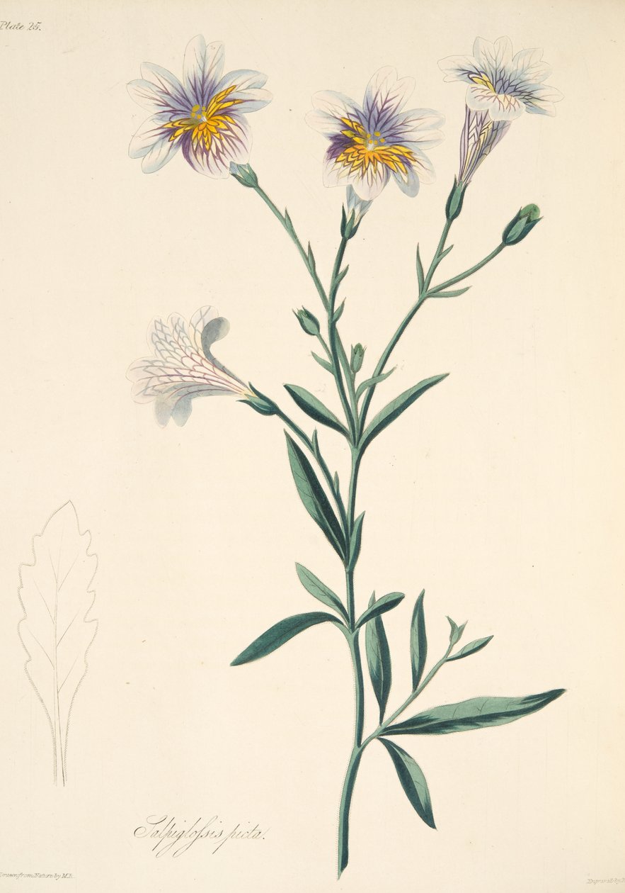 Malovaná Salpiglossis, z Květinové ilustrace ročních období, hospoda. 1829 (ručně kolorovaná rytina) od Margaret Roscoe