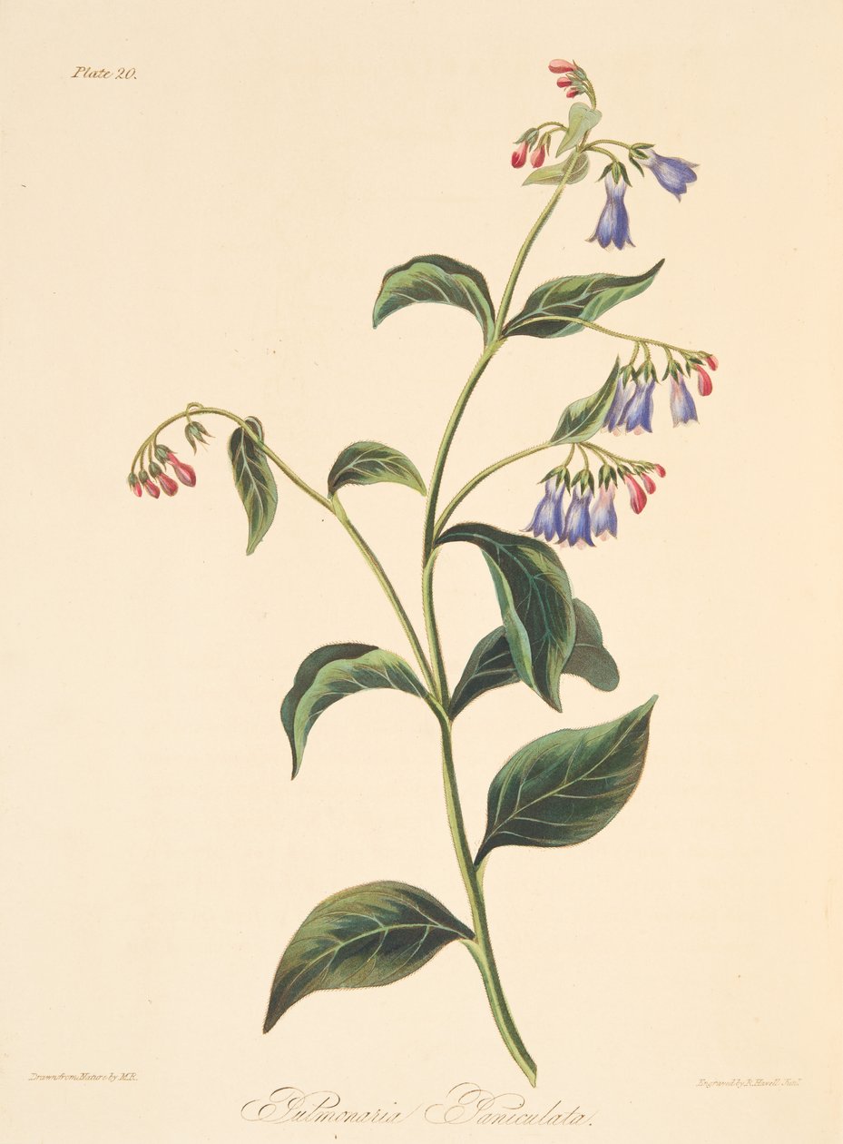 Plicník lékařský, z knihy Květinové ilustrace ročních období, vyd. 1829 (ručně kolorovaná rytina) od Margaret Roscoe