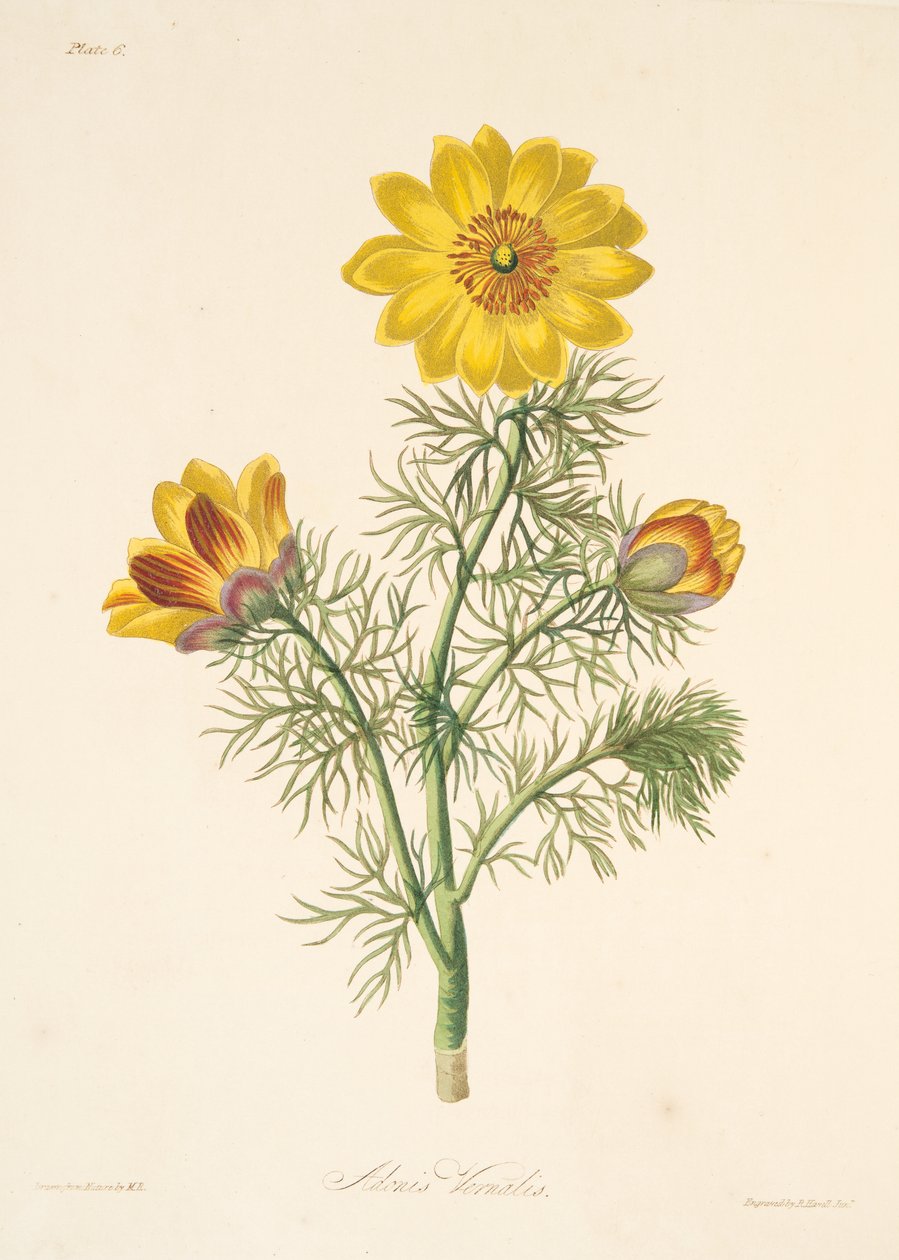 Trvalka Adonis, z Květinové ilustrace ročních období, hospoda. 1829 (ručně kolorovaná rytina) od Margaret Roscoe