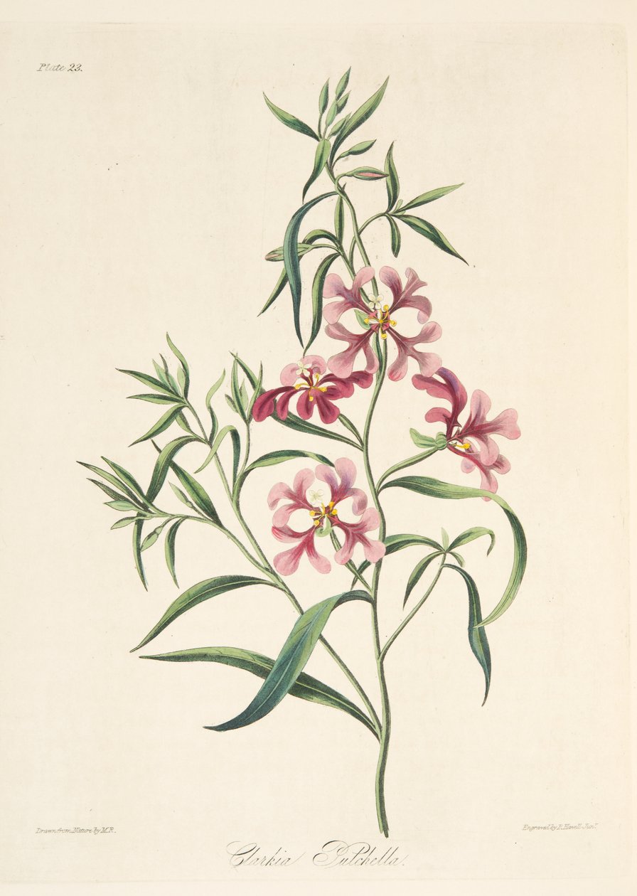 Pretty Clarkia, z Květinové ilustrace ročních období, hospoda. 1829 (ručně kolorovaná rytina) od Margaret Roscoe