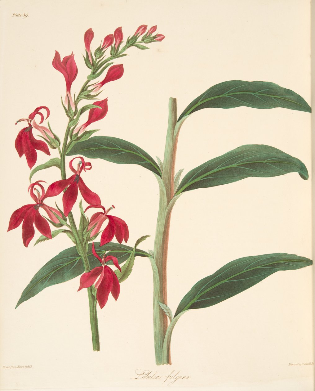 Refulgent Lobelia, z Květinové ilustrace ročních období, hospoda. 1829 (ručně kolorovaná rytina) od Margaret Roscoe
