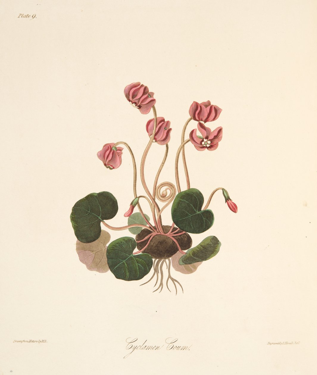 Kulatý listnatý brambořík, z květinových ilustrací ročních období, hospoda. 1829 (ručně kolorovaná rytina) od Margaret Roscoe