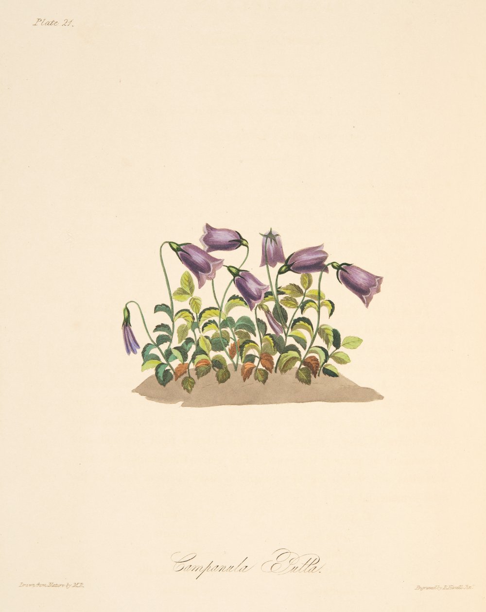 Květina Russet Bell, z knihy Floral Illustrations of the Seasons, pub. 1829 (ručně kolorovaná rytina) od Margaret Roscoe