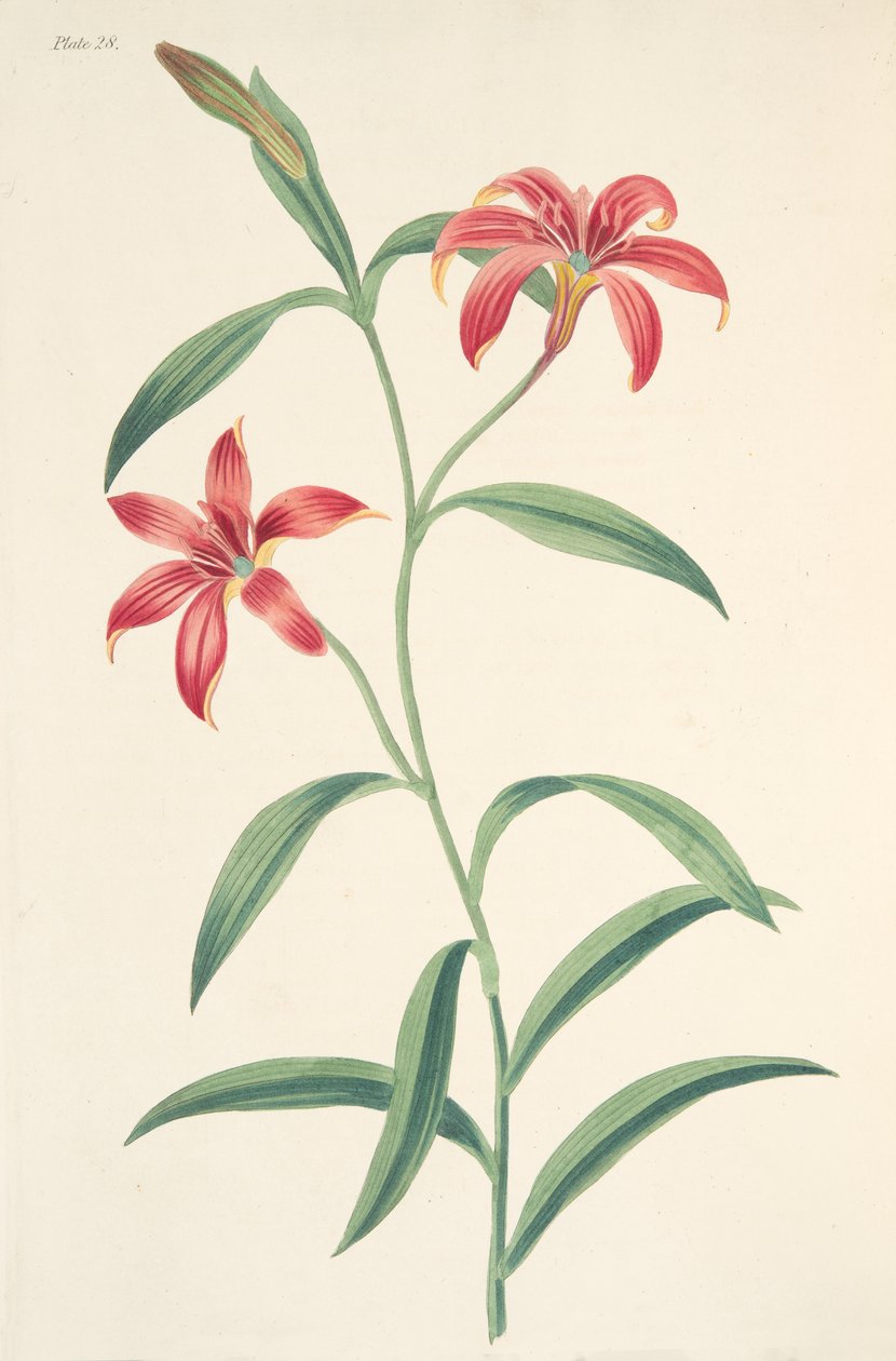 Jednobarevná čínská lilie, z Květinové ilustrace ročních období, hospoda. 1829 (ručně kolorovaná rytina) od Margaret Roscoe