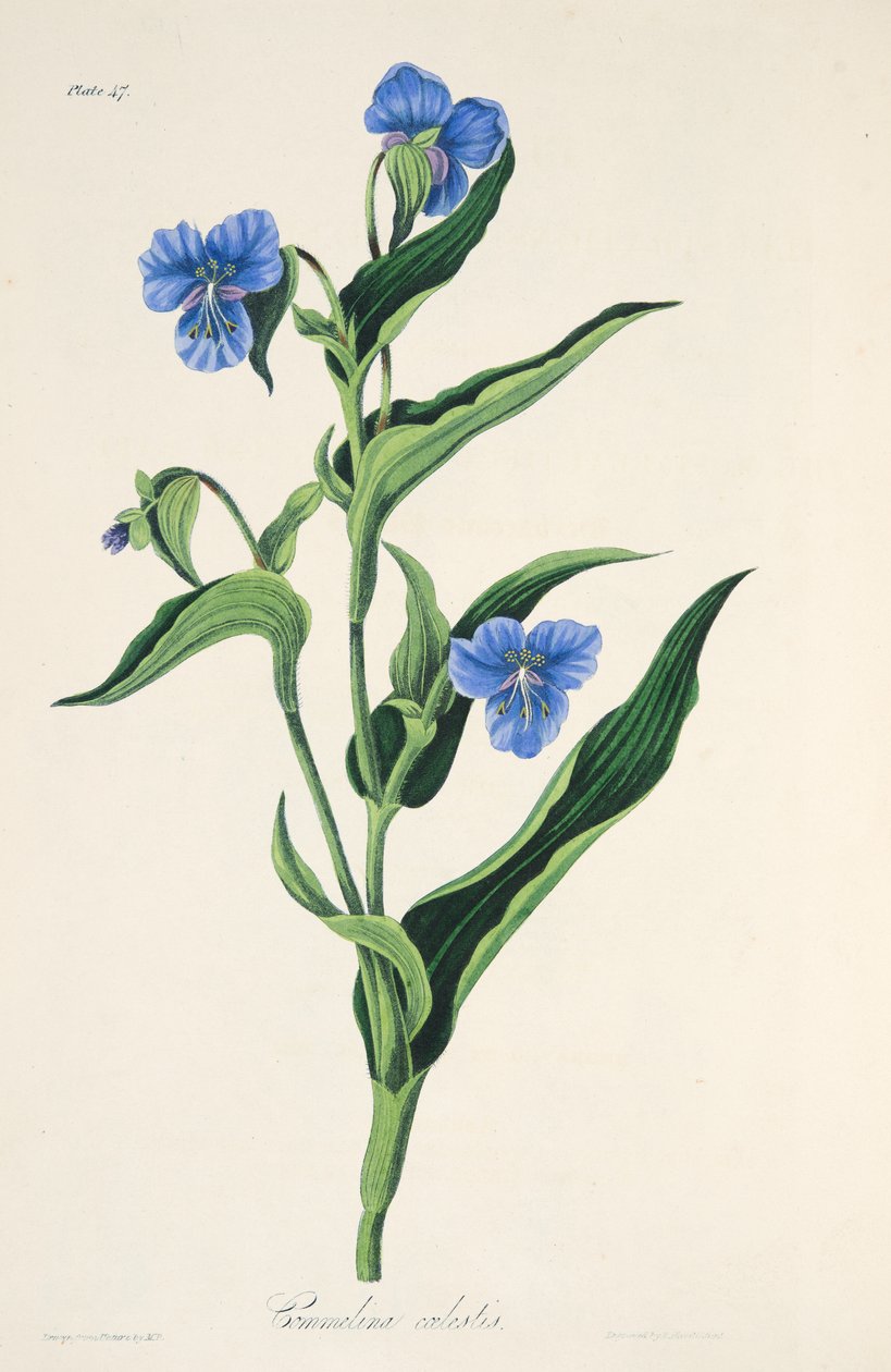 Nebesky modrá Commelina, z Květinové ilustrace ročních období, hospoda. 1829 (ručně kolorovaná rytina) od Margaret Roscoe