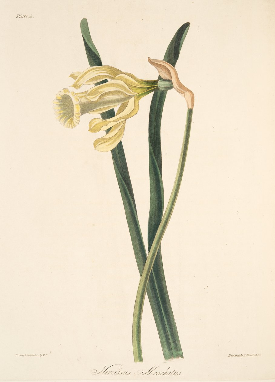 Španělský narcis, z Květinové ilustrace ročních období, hospoda. 1829 (ručně kolorovaná rytina) od Margaret Roscoe