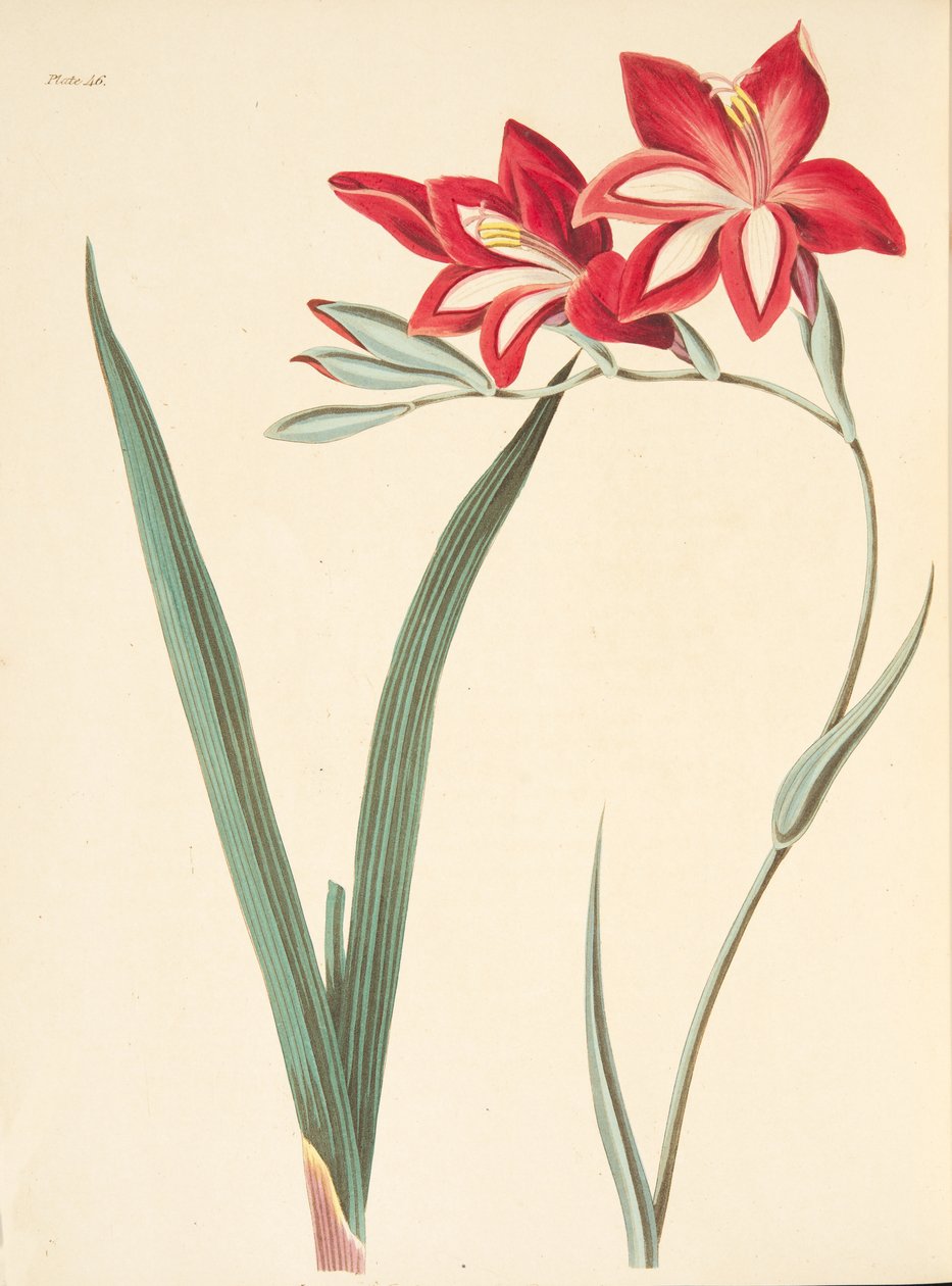 Vynikající kukuřičná vlajka, z květinových ilustrací ročních období, hospoda. 1829 (ručně kolorovaná rytina) od Margaret Roscoe
