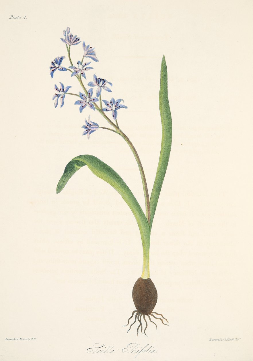 Dvoulistá Squill, from Floral Illustrations of the Seasons, pub. 1829 (ručně kolorovaná rytina) od Margaret Roscoe