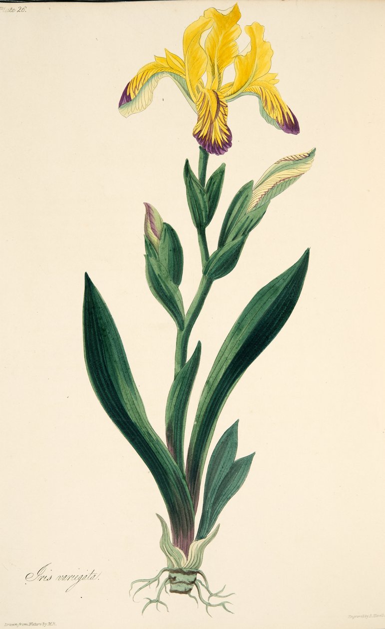Iris pestrý, z Květinové ilustrace ročních období, hospoda. 1829 (ručně kolorovaná rytina) od Margaret Roscoe