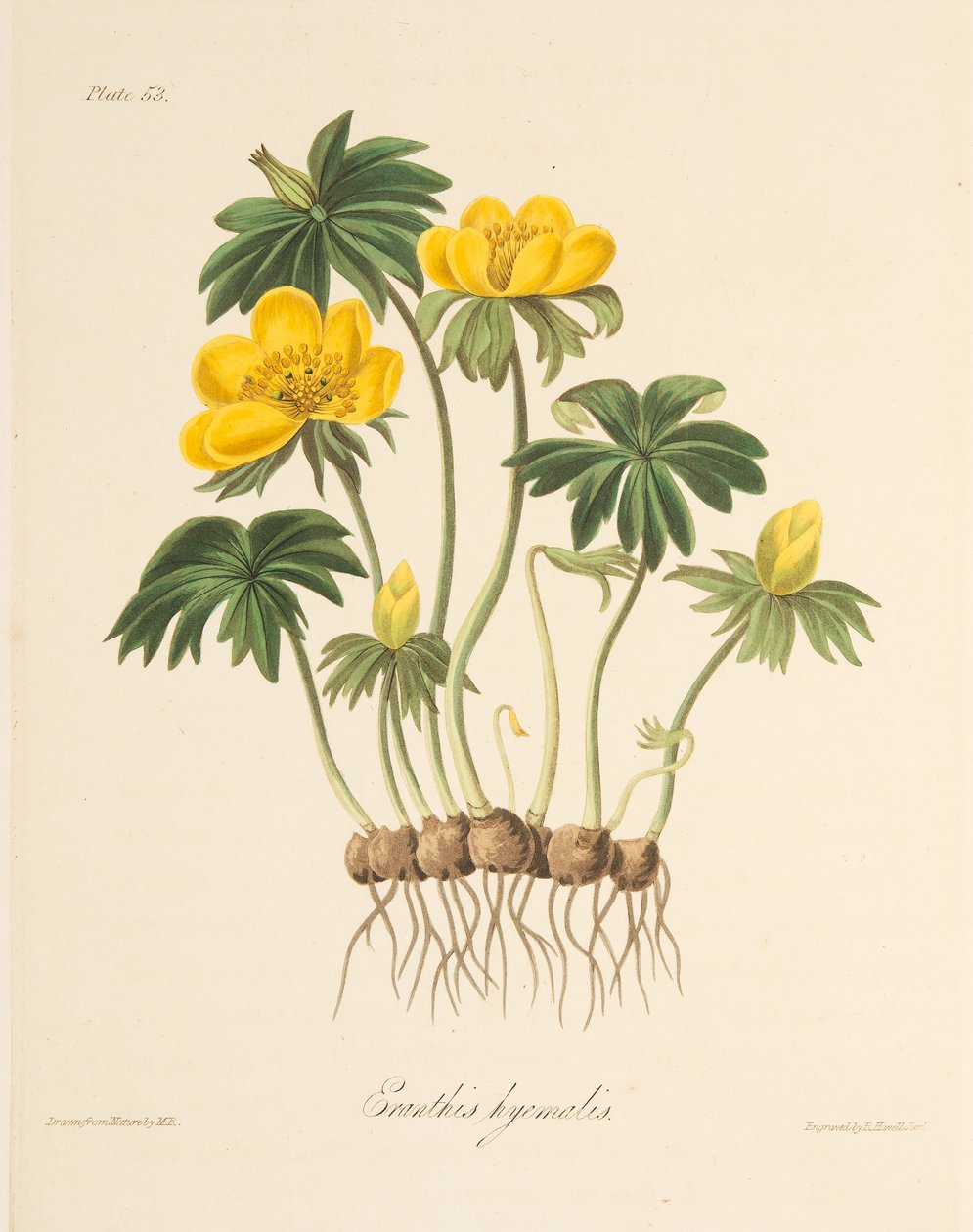 Winter Aconite, z Květinové ilustrace ročních období, hospoda. 1829 (ručně kolorovaná rytina) od Margaret Roscoe